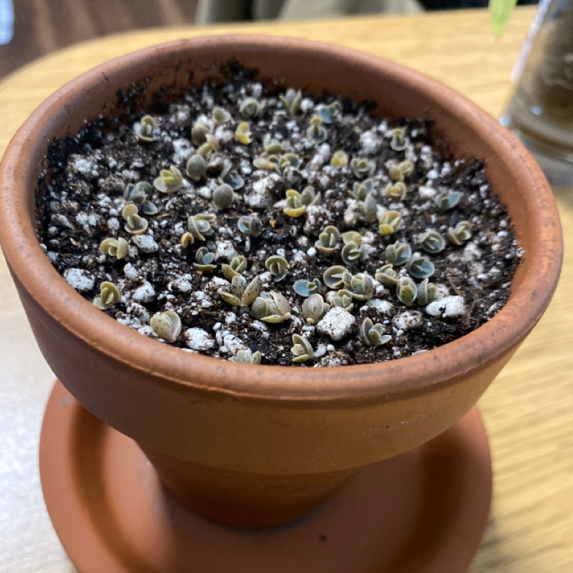 Close-up of a healthy Mother of Millions succulent plant in a terra cotta pot, with many small plantlets growing from mature leaves.