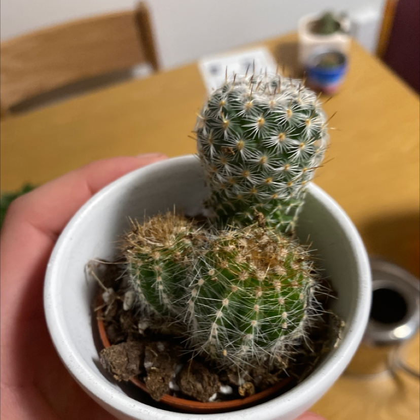 Lady Finger Cactus in a small pot with some browning at the base, held by a hand.