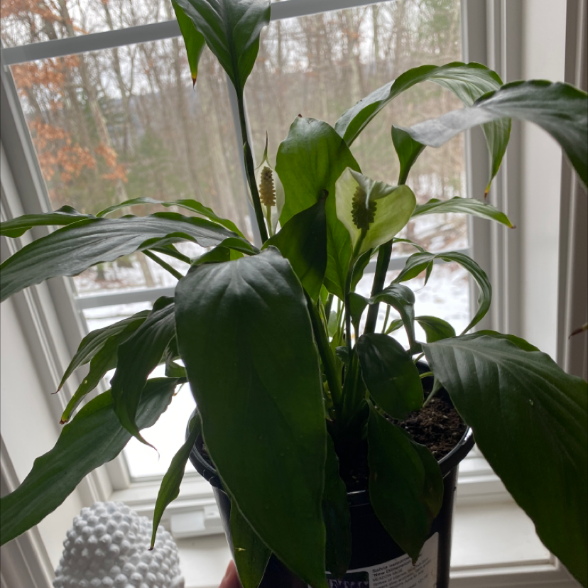 Healthy, lush peace lily plant with glossy dark green leaves, showing slight leaf tip browning, in a black plastic pot on a sunny windowsill.