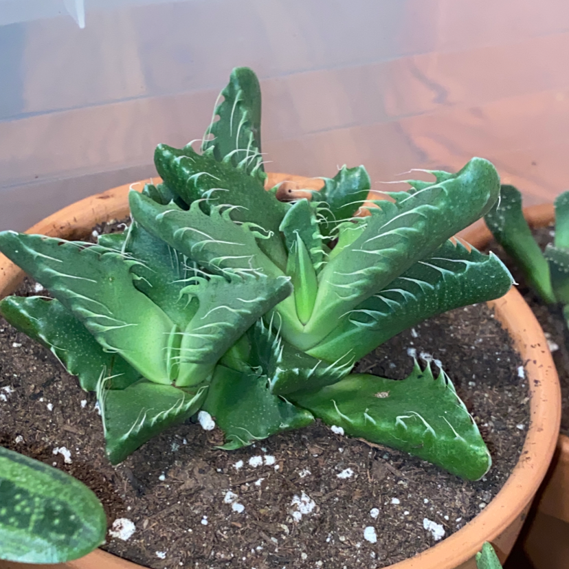 Tiger's Jaw plant in a terracotta pot with visible soil and healthy green leaves.