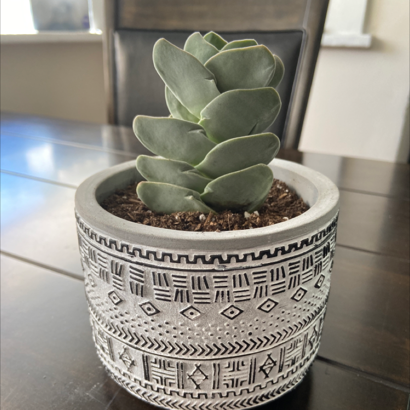 Crassula 'Moonglow' plant in a decorative pot on a table.