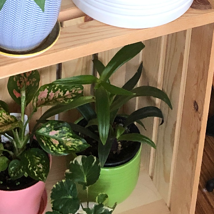 Moses-in-the-Cradle plant photo by @riversong named The Ugly Guy on Greg, the plant care app.