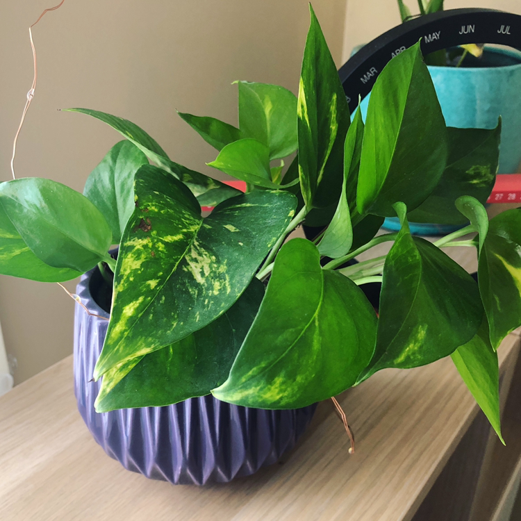 Taro Vine plant photo by @riversong named Errol on Greg, the plant care app.