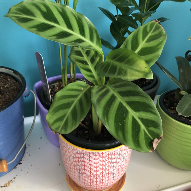 Zebra Calathea plant photo by @riversong named Giselle on Greg, the plant care app.