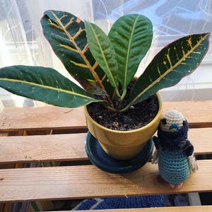 Croton 'Petra' plant photo by @riversong named Petra on Greg, the plant care app.