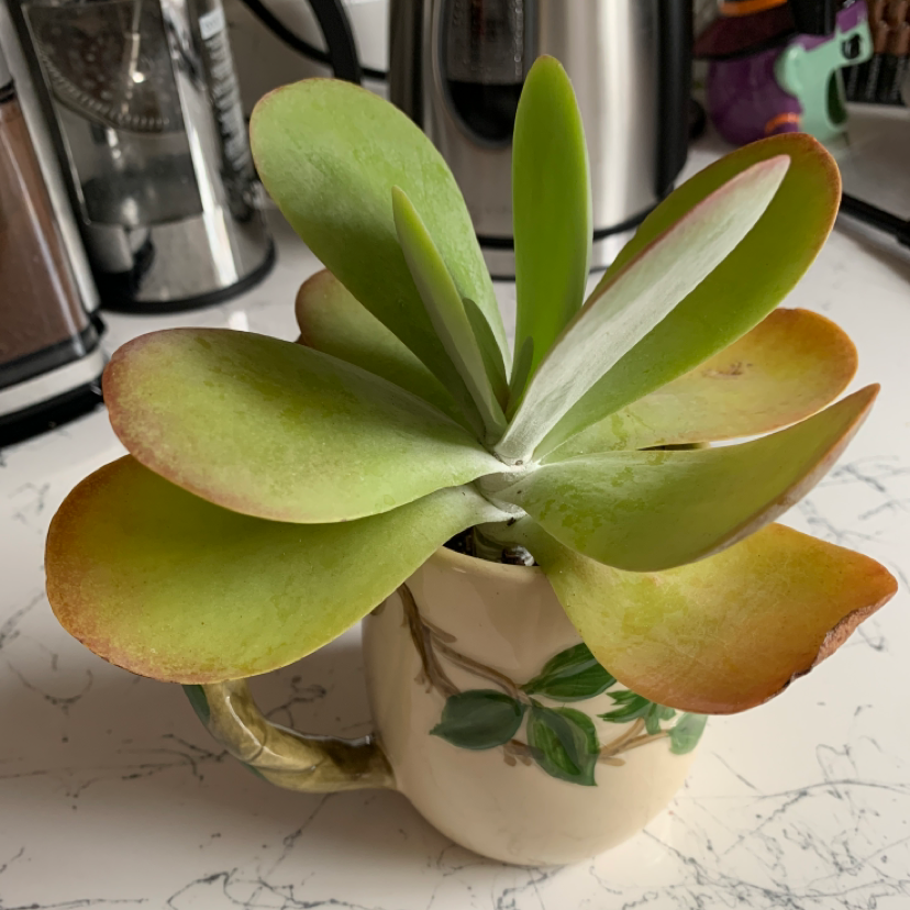 Flapjacks plant (Kalanchoe thyrsiflora) in a decorative pot with some browning at the leaf edges.