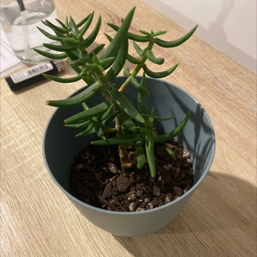 Photo of the plant species Miniature Pine Tree by @maxxtaylorr named Cleopatra on Greg, the plant care app