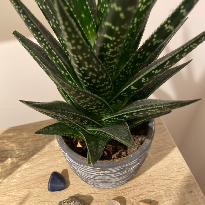Photo of the plant species Broad-Leaved Aloe by @maxxtaylorr named Harper on Greg, the plant care app