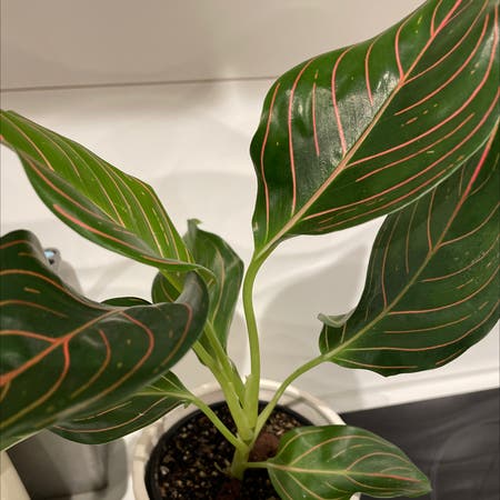 Photo of the plant species Aglaonema commutatum 'Red Vein' by Cindy named Mrs Claus on Greg, the plant care app