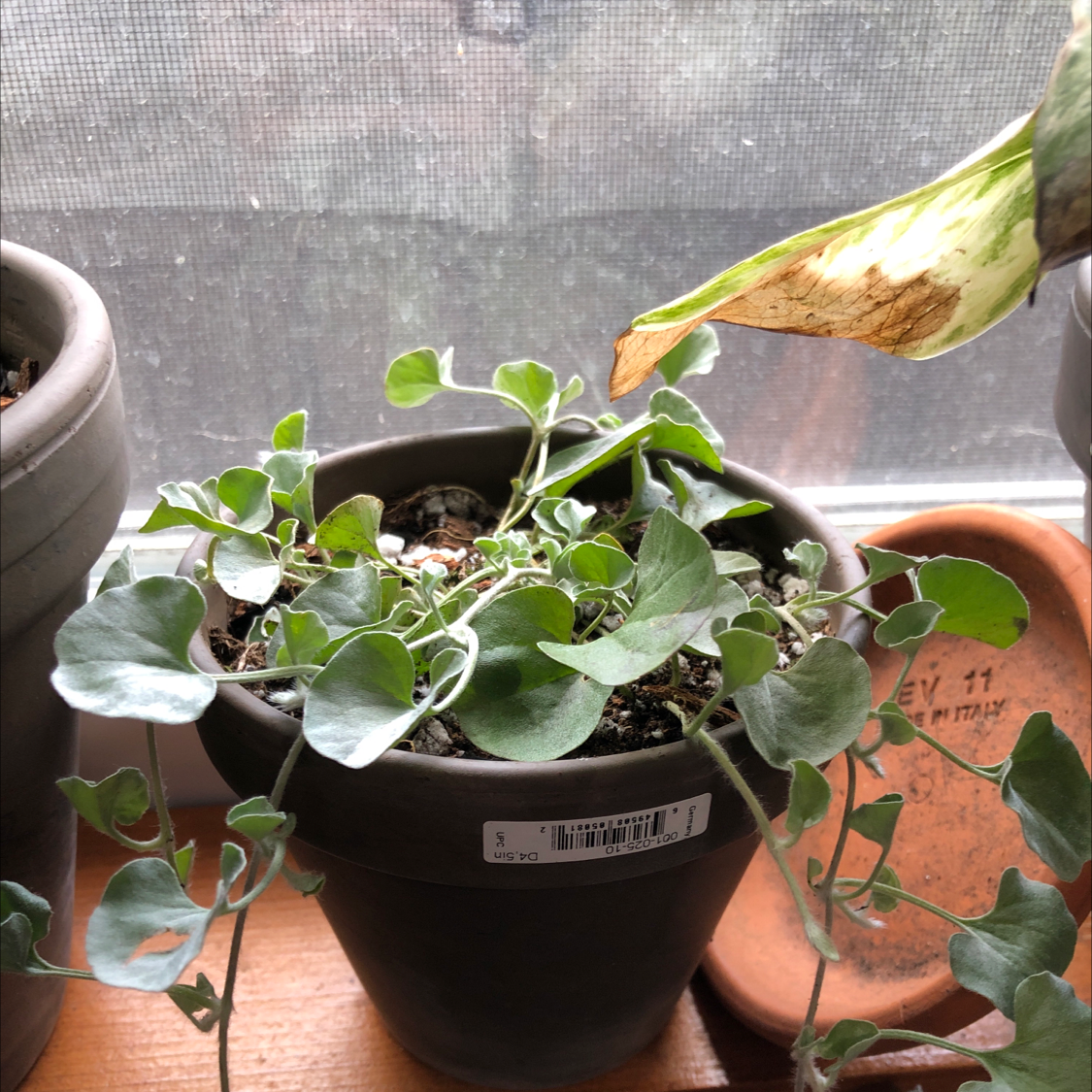 Potted Silver Ponysfoot plant with some leaf discoloration, another plant with a browning leaf in the background.