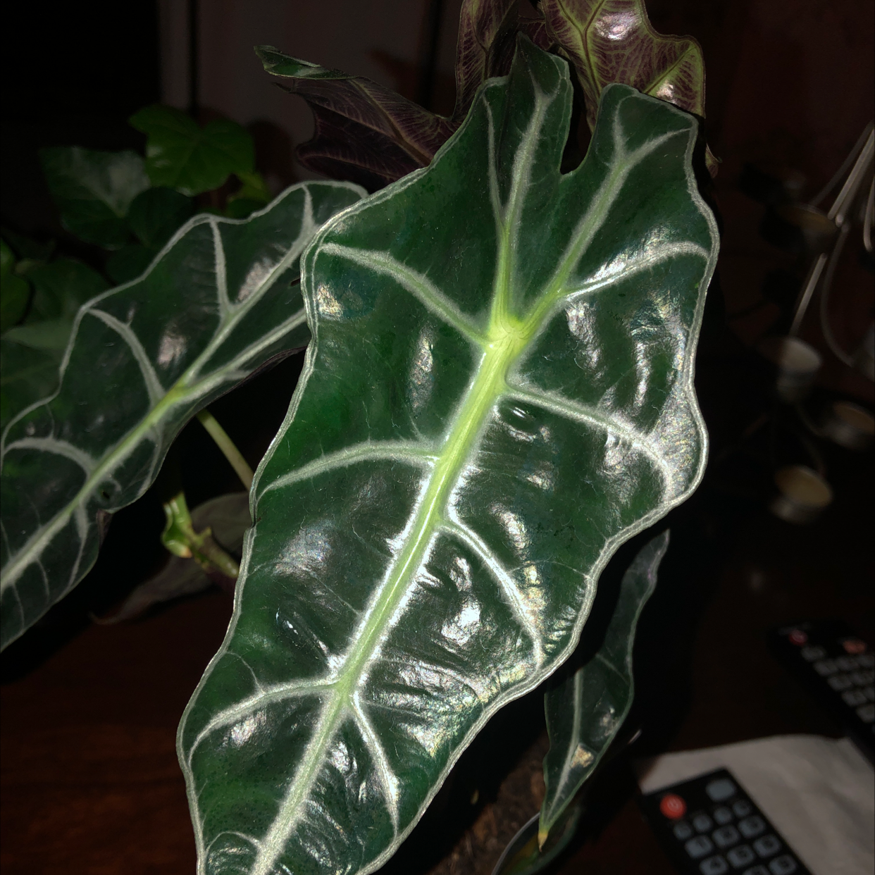 Close-up of a healthy Alocasia Polly plant leaf with prominent white veins.