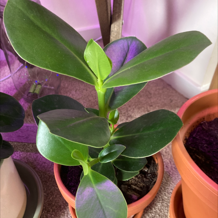 Healthy Autograph Tree in a pot with green, glossy leaves.