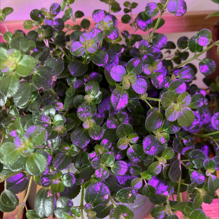 Vibrant purple Pilea Baby Tears houseplant with small, round iridescent leaves densely packed on trailing stems.