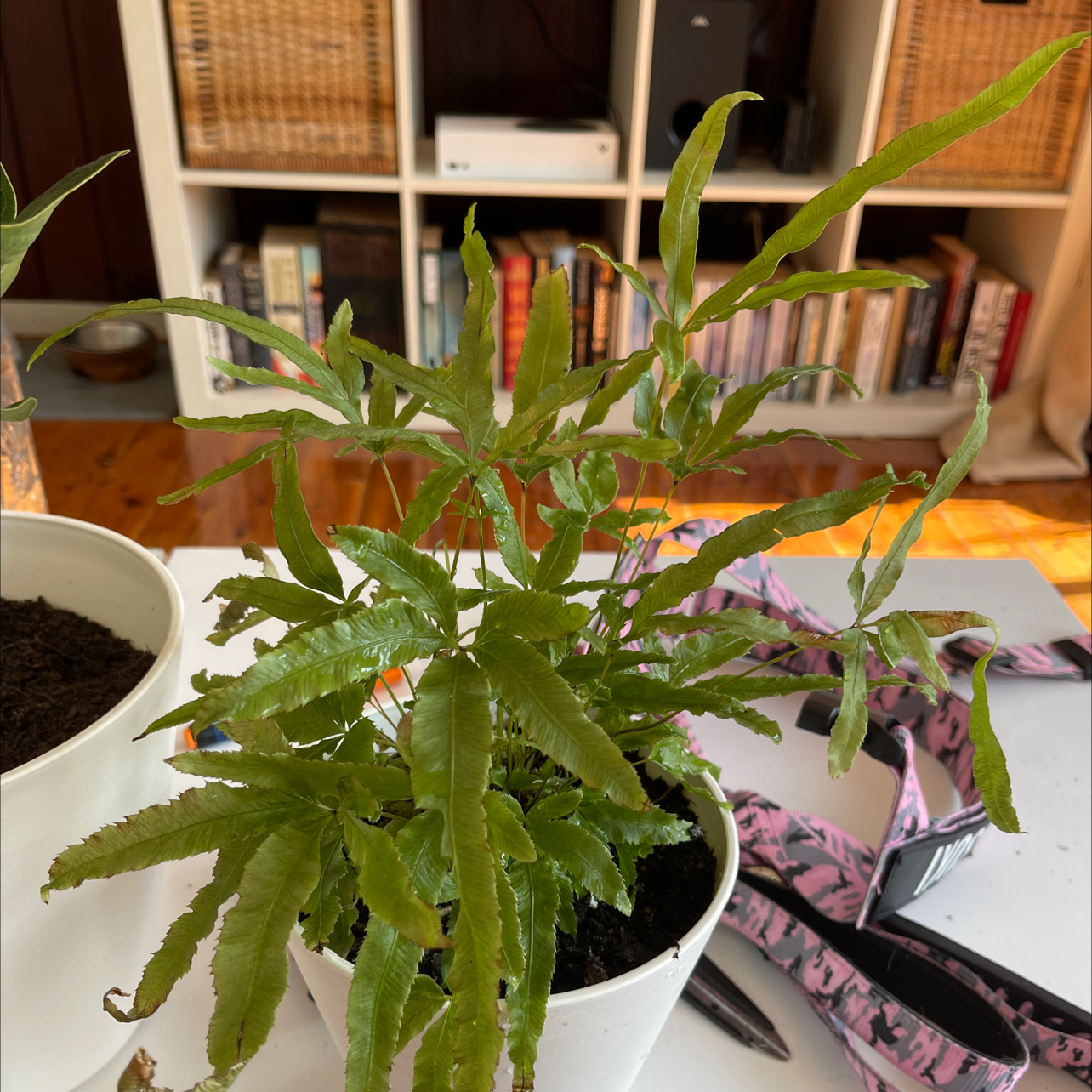 Potted Cretan Brake plant with healthy green leaves on a table indoors.