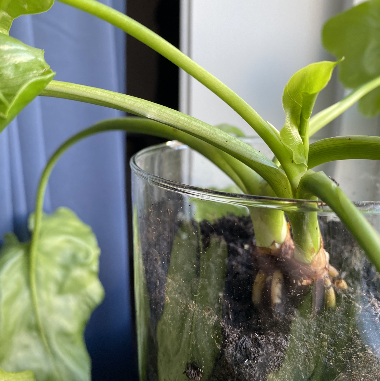 Close-up of an Elephant Ear Philodendron in a glass container with visible soil.