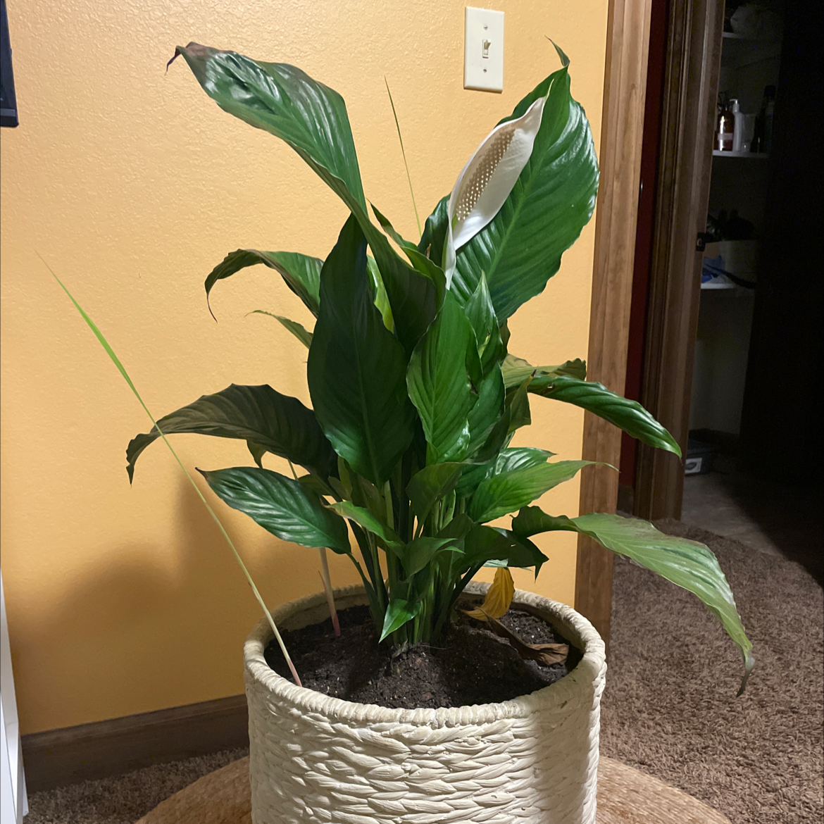 Peace Lily plant photo by @alliemuel named Oliver on Greg, the plant care app.