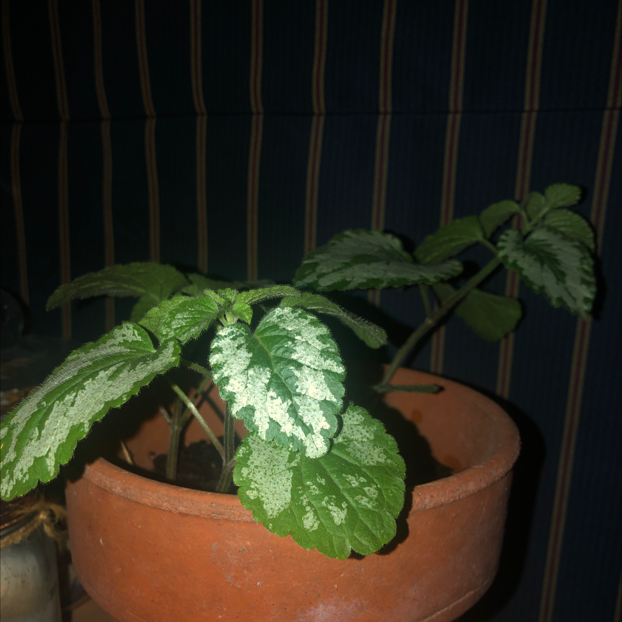 Potted Yellow Archangel plant with variegated green and white leaves.