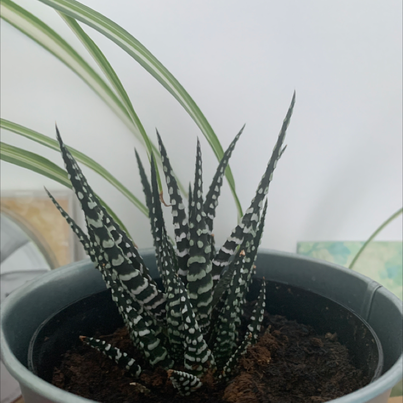Zebra Plant plant photo by @Lep7349 named Bert on Greg, the plant care app.