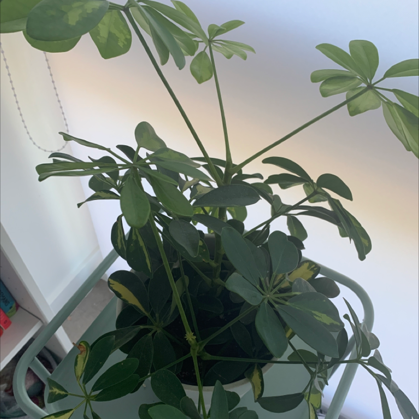 Dwarf Umbrella Tree plant photo by @Lep7349 named Rihanna on Greg, the plant care app.