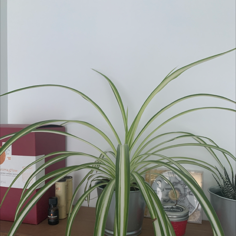 Spider Plant plant photo by @Lep7349 named Peter on Greg, the plant care app.