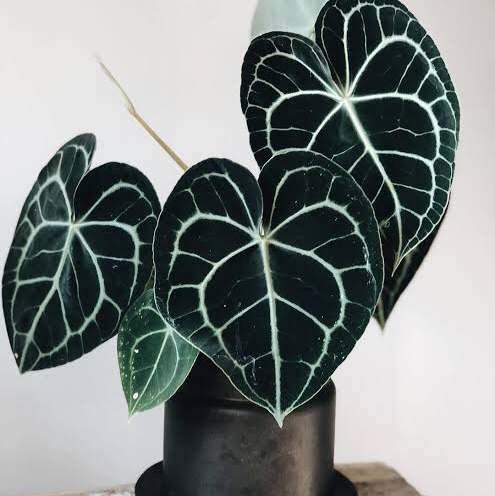 Velvet Cardboard Anthurium plant photo by @radio1_asia named Killua on Greg, the plant care app.