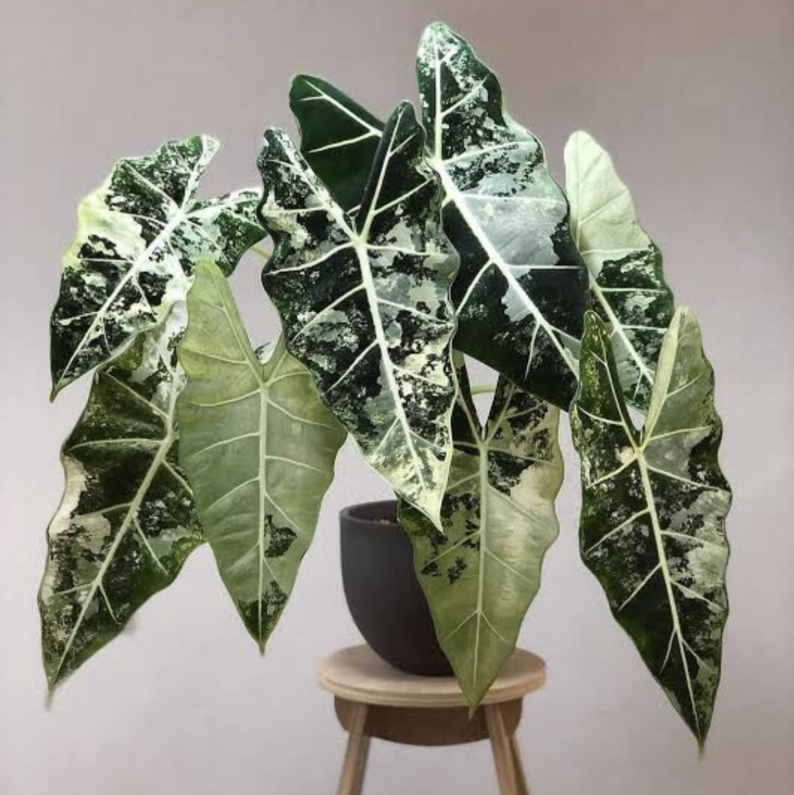 Variegated Alocasia frydek plant photo by @radio1_asia named Gon on Greg, the plant care app.