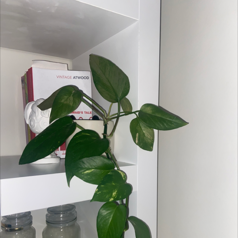 Taro Vine plant photo by Jorja named pal on Greg, the plant care app.