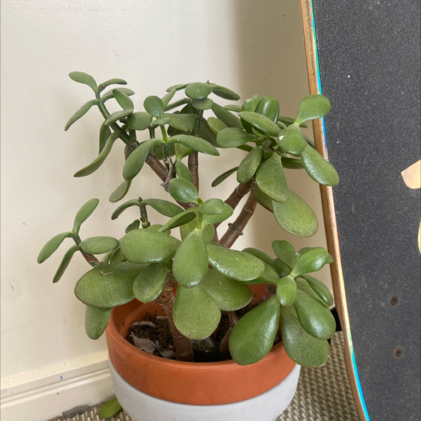Lucky Plant plant photo by Jorja named dusty on Greg, the plant care app.
