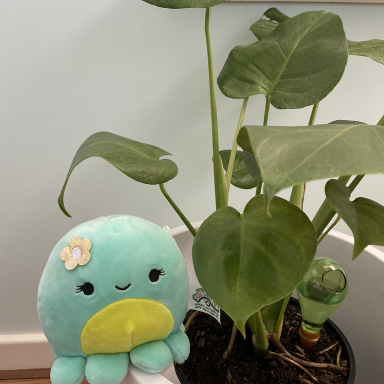 Dwarf Monstera Deliciosa plant with healthy green leaves and a plush toy next to it.
