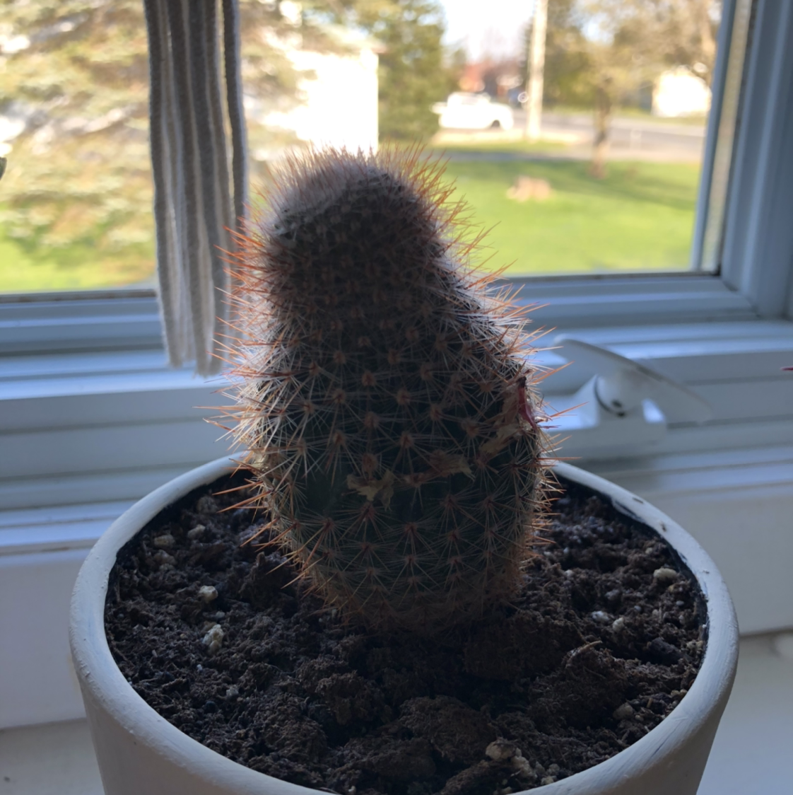 Photo of the plant species Comb Hedgehog Cactus by @Blanchlogan named Pinky pie on Greg, the plant care app