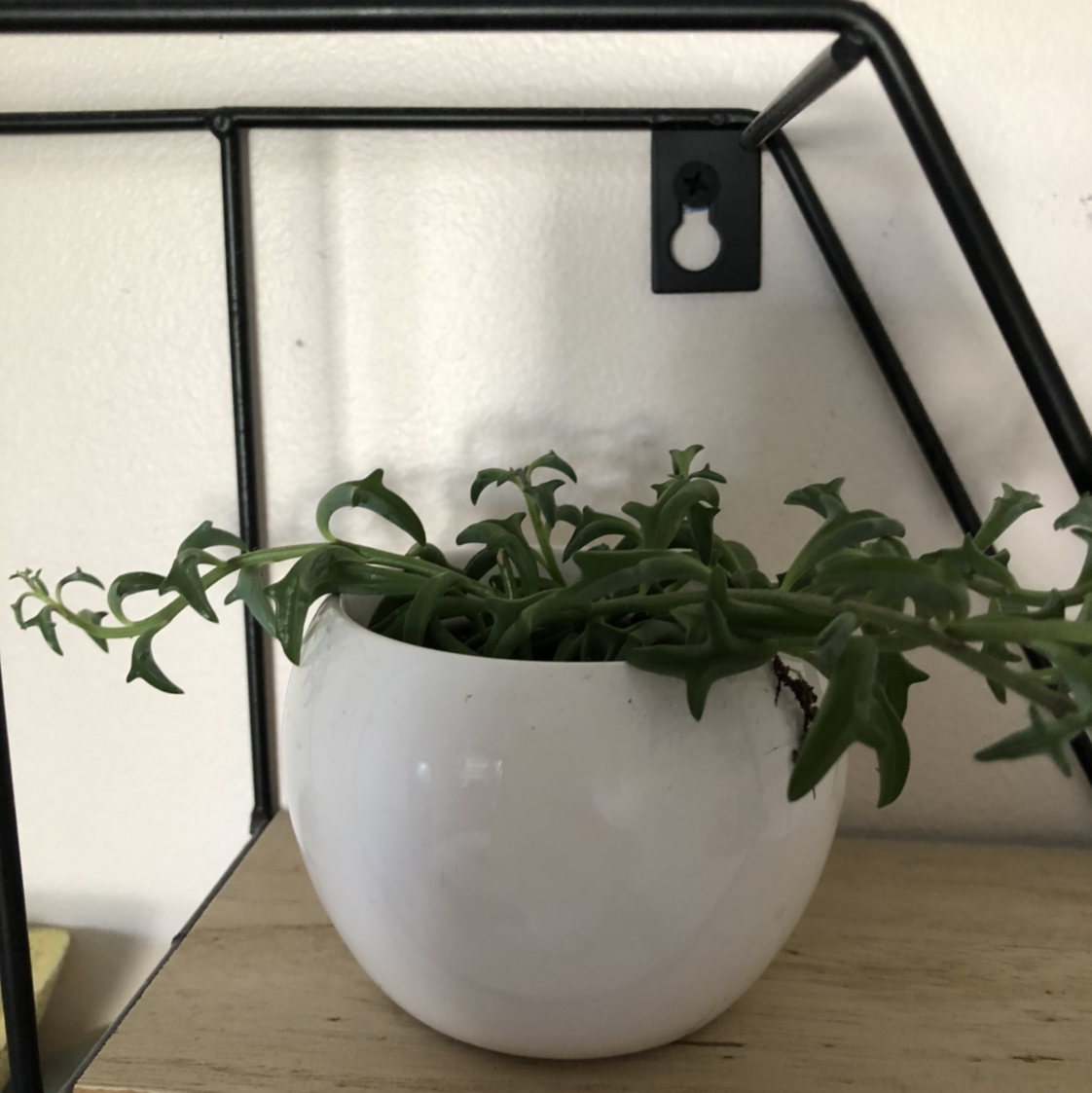 Potted Pig's Ear plant with green, fleshy leaves in a white pot.