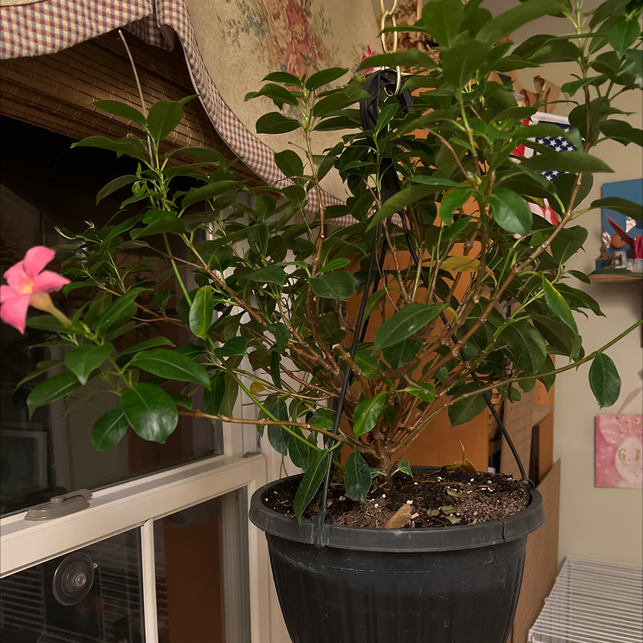 Brazilian Jasmine plant in a hanging pot with green leaves and a pink flower.