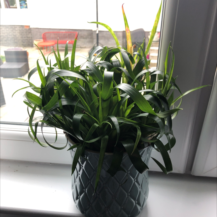Potted Flaming Sword plant with long, narrow green leaves on a windowsill.