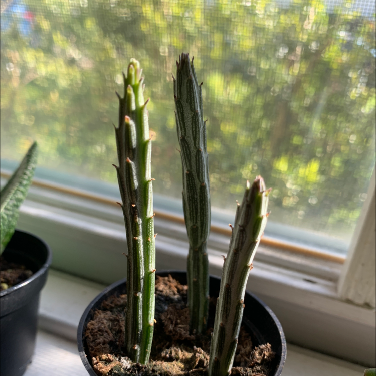 Zulu Giant plant in a pot on a windowsill with greenery in the background.