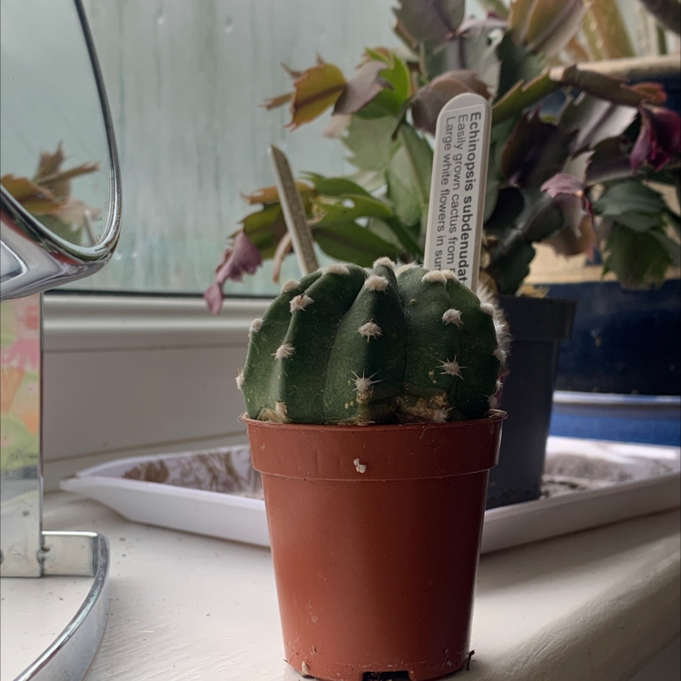 Photo of the plant species Domino Cactus by @ellagumbley named Sue on Greg, the plant care app