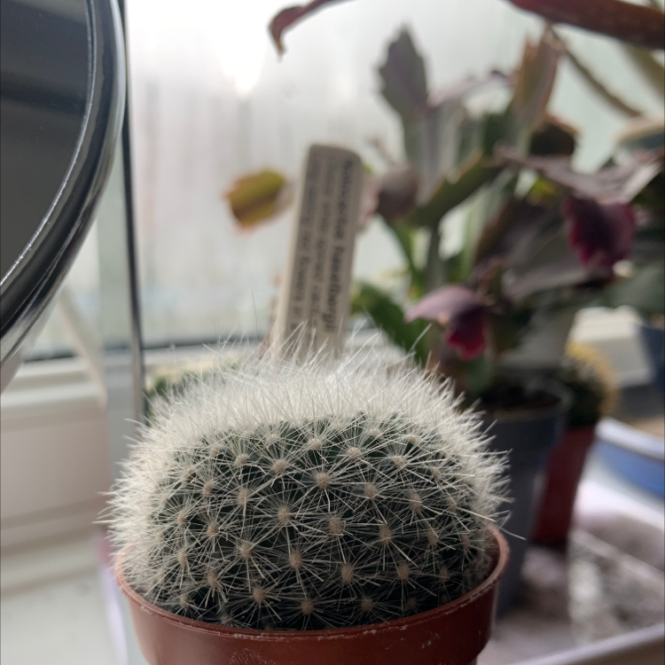 Photo of the plant species Scarlet Ball Cactus by @ellagumbley named Not-a-cactus on Greg, the plant care app