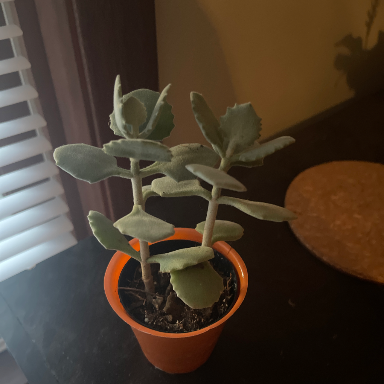 Felt Bush plant in a small orange pot with thick, fuzzy leaves.