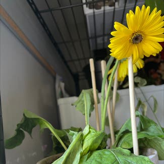 Common Sunflower plant in Macomb, Michigan