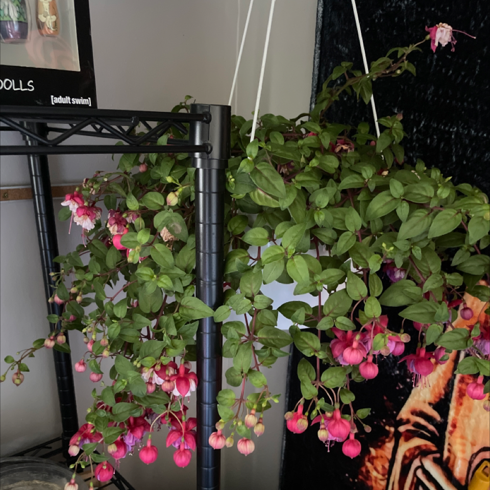 Hummingbird Fuchsia plant with vibrant pink and white flowers in a hanging pot.