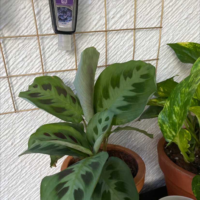 Green Prayer Plant plant photo by @valebustamante named Miley on Greg, the plant care app.