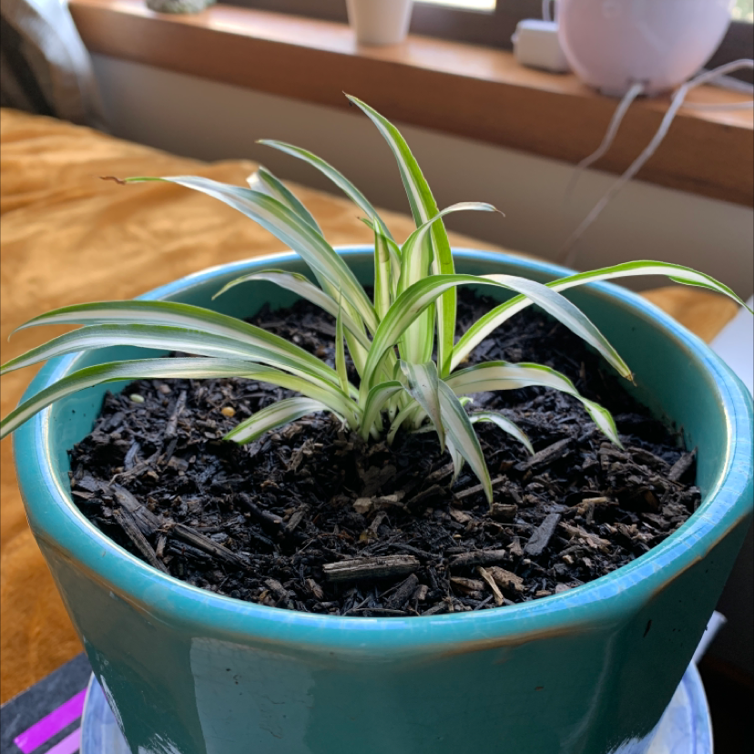 Spider Plant plant photo by @Lacshell named Faye Valentine on Greg, the plant care app.