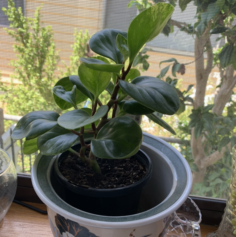 Baby Rubber Plant plant photo by @Lacshell named Pepperomi on Greg, the plant care app.