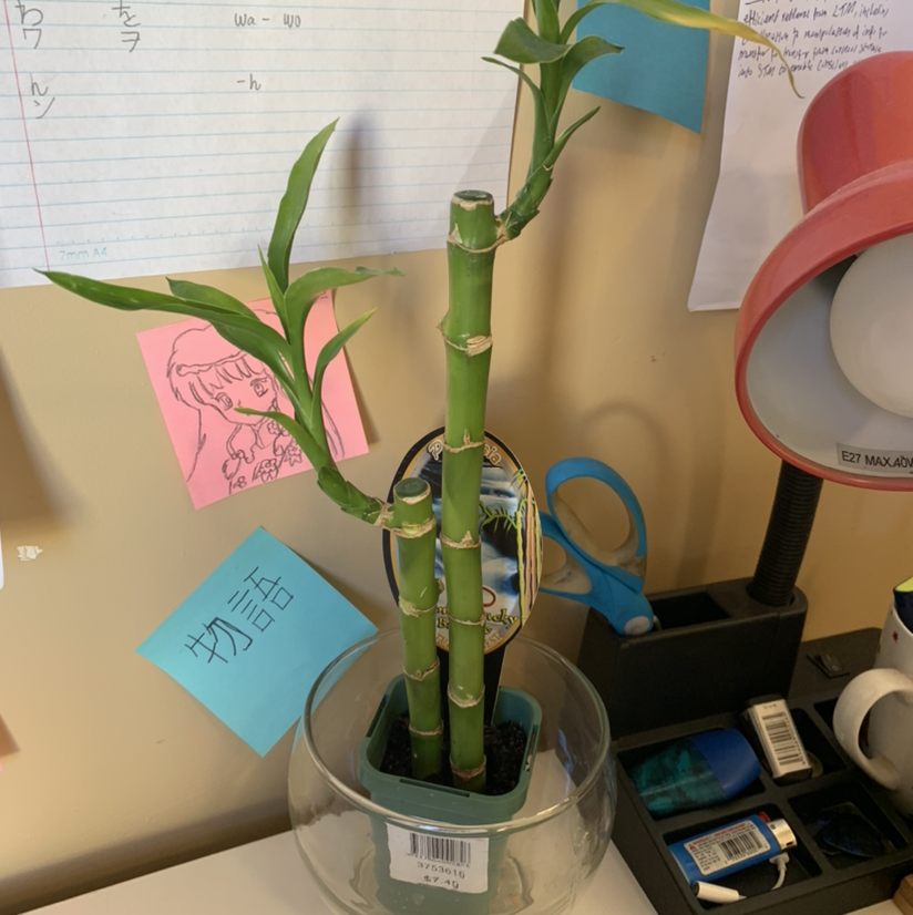Lucky Bamboo plant photo by @Lacshell named Changying on Greg, the plant care app.