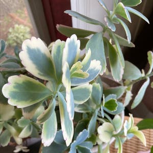 Kalanchoe Aurora Borealis plant photo by Michelle named Robby on Greg, the plant care app.