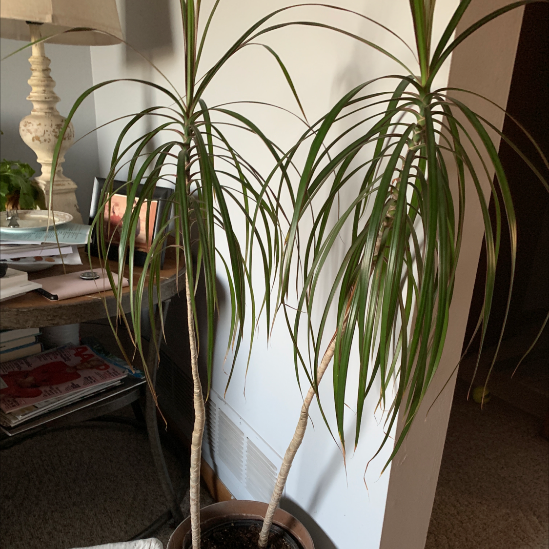 Thriving Song of India plant with long, striped leaves. Leaves are vibrant green with no damage or discoloration.