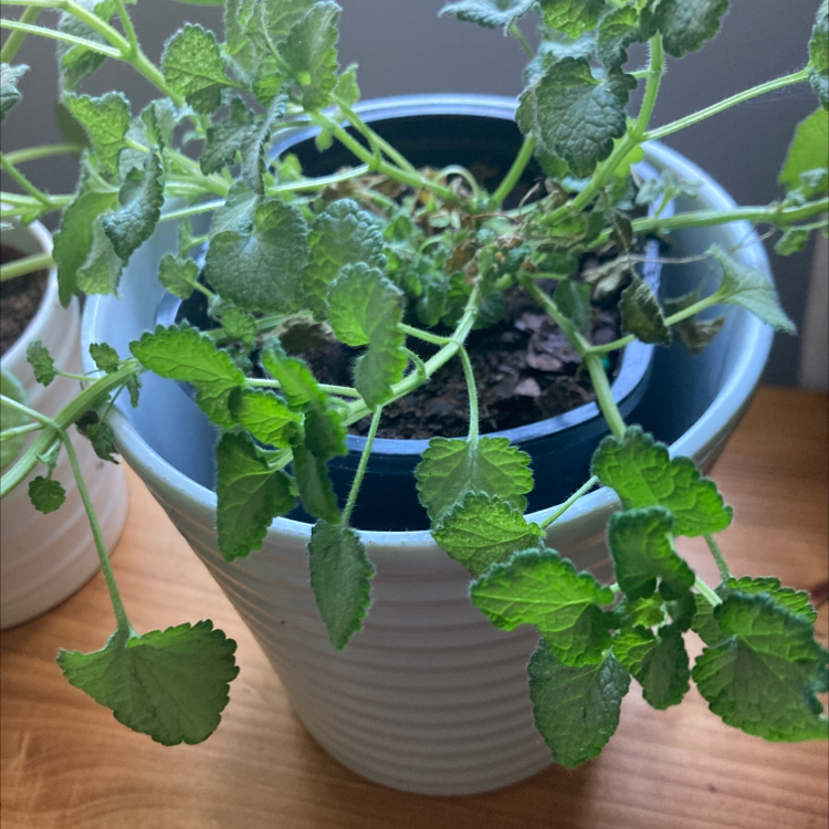 Potted Spotted Deadnettle plant with green leaves, some wilting, in a blue pot.