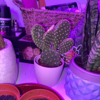 Bunny Ears Cactus plant in Luton, England