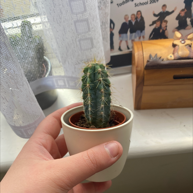 A healthy Silver Torch Cactus in a white pot, held by a hand, with a window and decorations in the background.