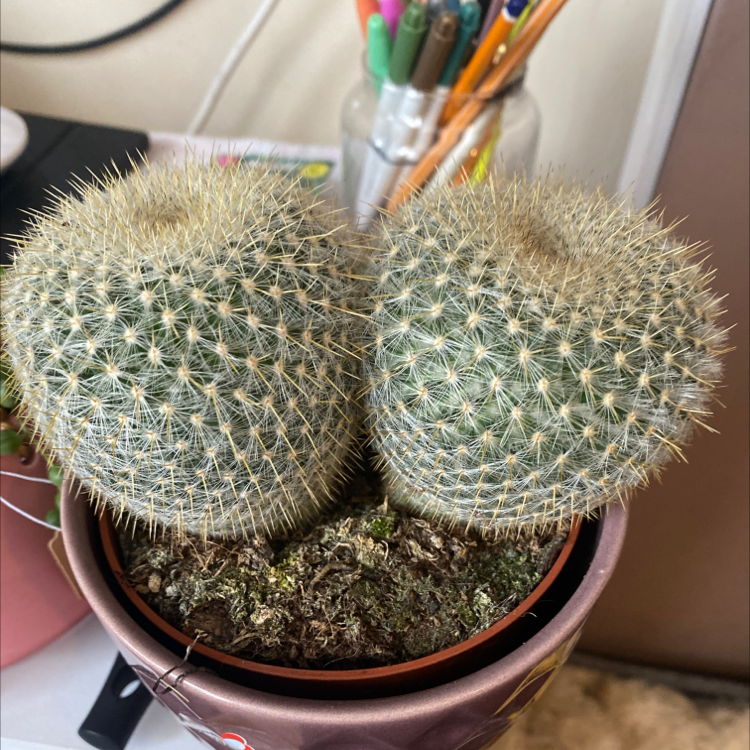 Twin Spined Cactus in a pot with visible soil, well-framed and in focus.