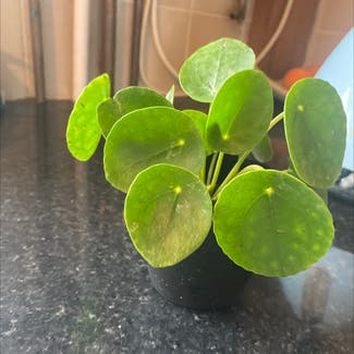 Chinese Money Plant plant in Luton, England